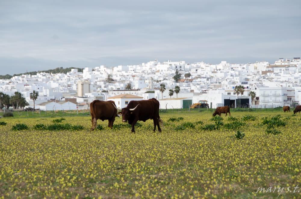 Ferreira Hostal Boutique Conil De La Frontera Exteriér fotografie